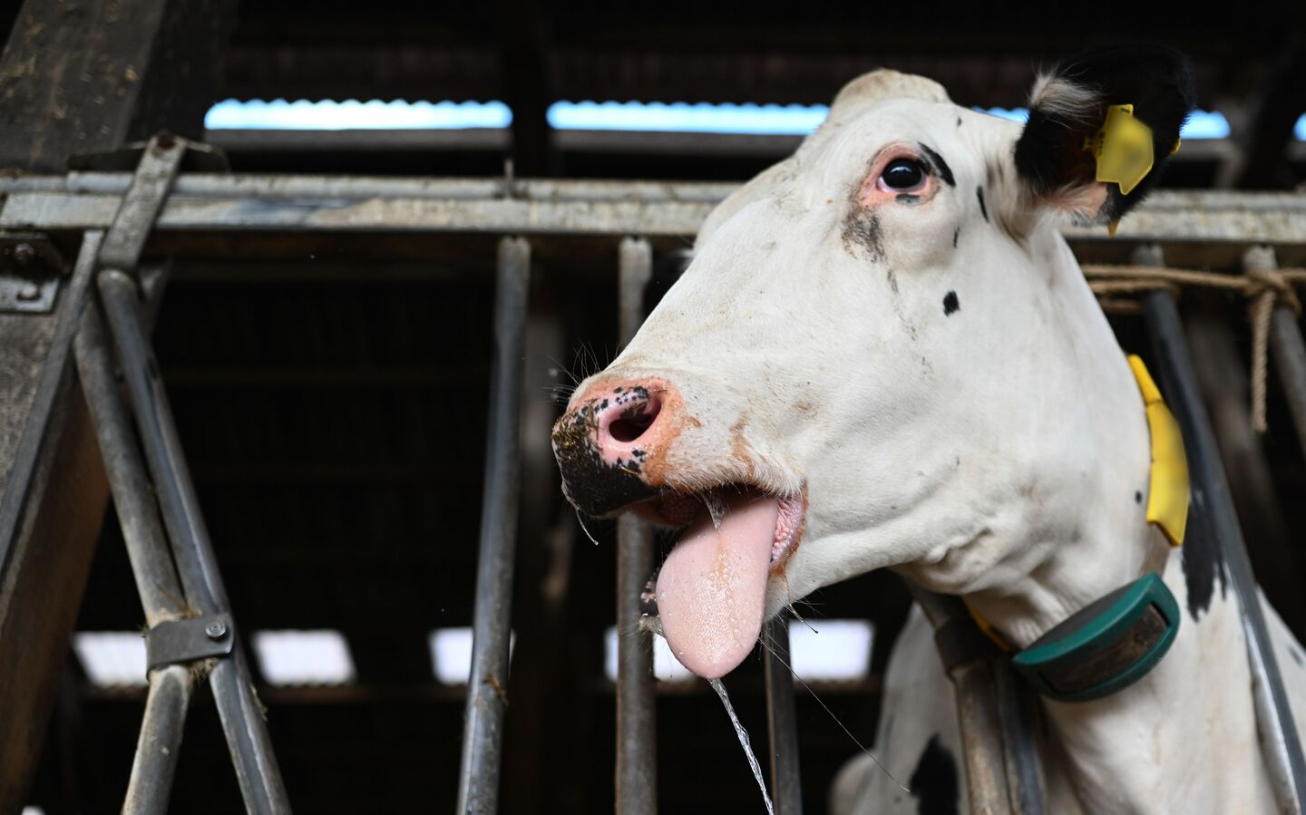 bluetongue-is-here-and-it-s-going-to-cause-problems-here-s-what